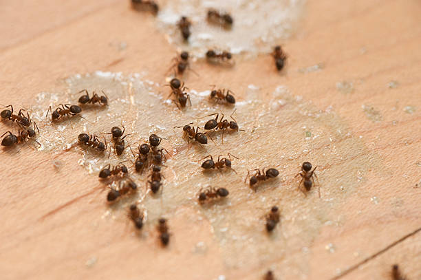 Best Bed Bug Extermination  in Holtville, AL